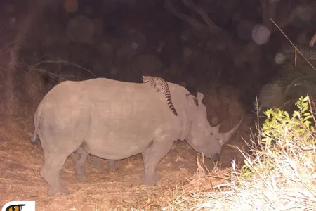 A genet riding a rhino. 