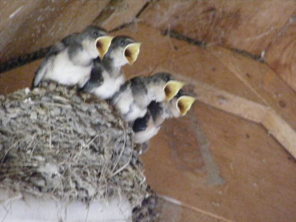 Barnswallow fledglngs waiting to be fed thumbnail