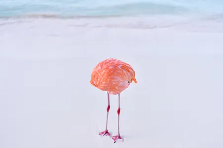 Photographer Miles Astray shot this image of a flamingo scratching itself with its beak on a beach in Aruba.