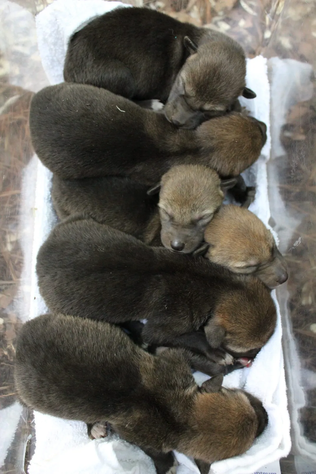 Endangered red wolf puppies born in Durham