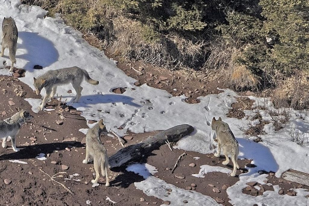 An overhead view of multiple wolves standing on the ground which is partially covered in snow