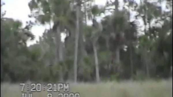 Preview thumbnail for Dave Shealy's 2000 Skunk Ape Footage