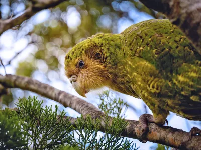 A critically endangered kākāpō rests in a tree.