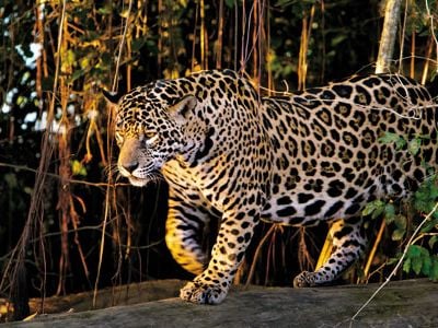 Female jaguar walking