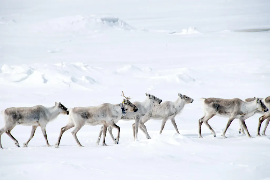 Six caribou are in the foreground, trekking through the snow. Behind them is a snowy hill.