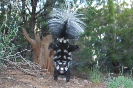 A spotted skunk does a handstand.