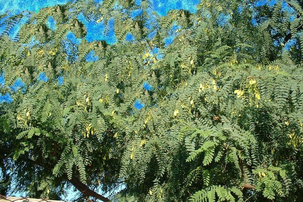 Microsoft Paint Tree