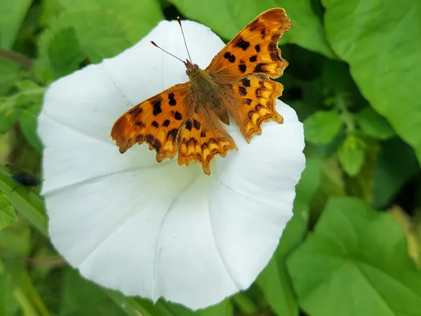 European Comma Butterfly sitting on a Hedge Bindweed flower thumbnail