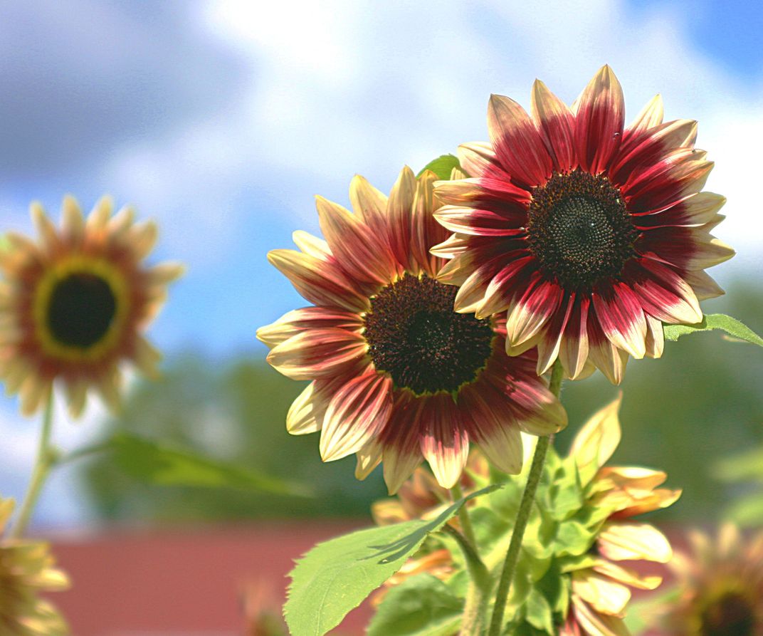 "Jealousy." Three sunflowers in a sunflower field in upstate, NY