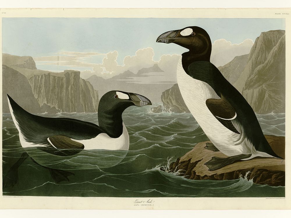 1280px-341_Great_Auk.jpg