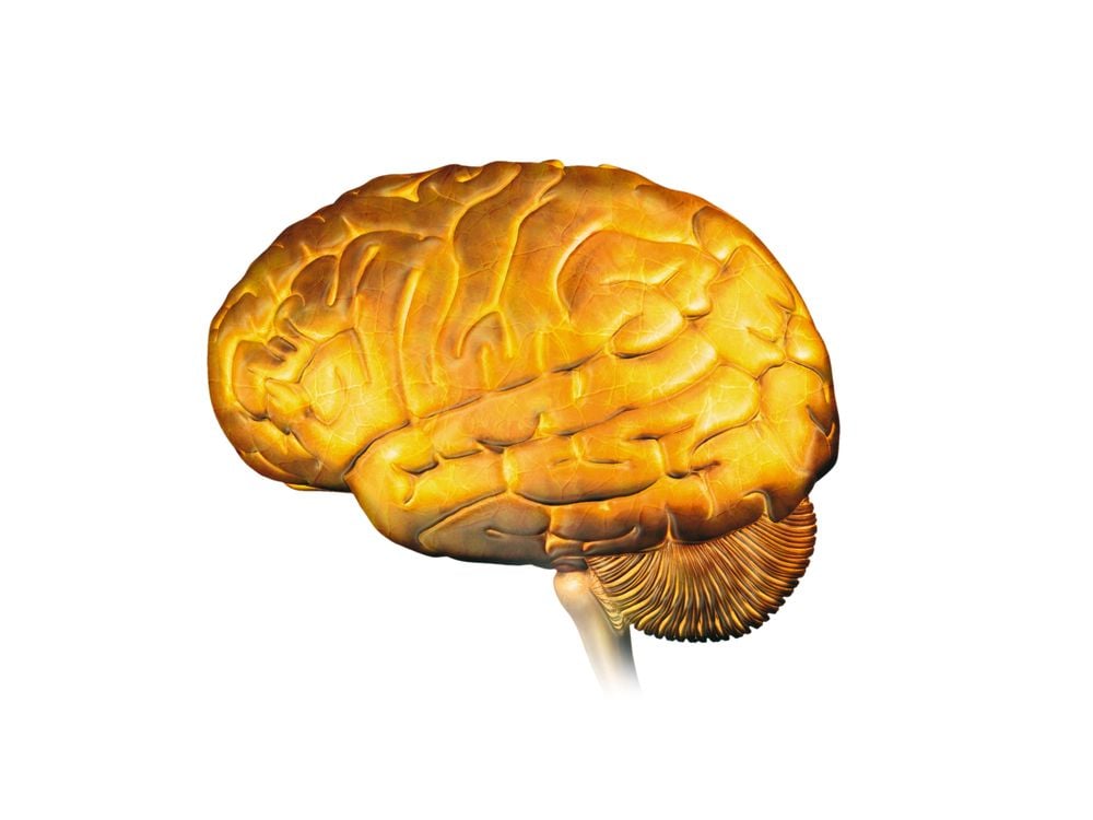 gold brain