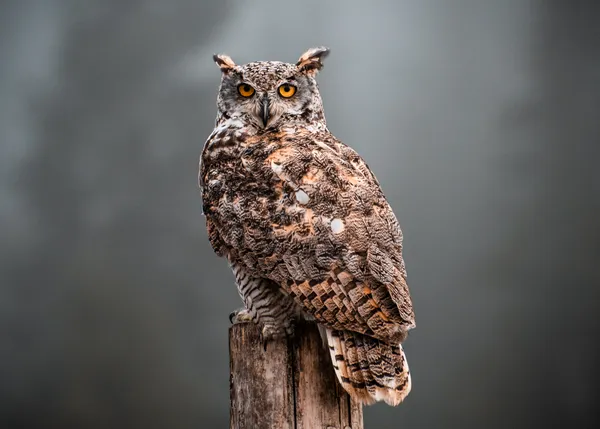 Great Horned Owl thumbnail