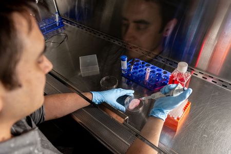Andrew Pelling adds cells to an ear-shaped scaffold made from apple flesh.