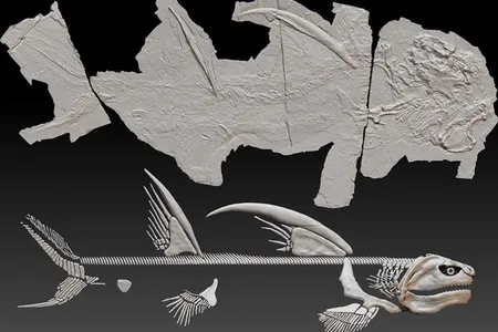 The shark fossil is nearly seven feet long, with two 2.5-foot-long fin spines on its back.