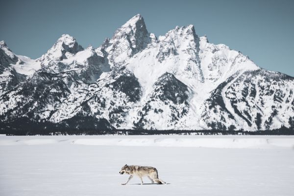 Grand Teton Gray Wolf thumbnail