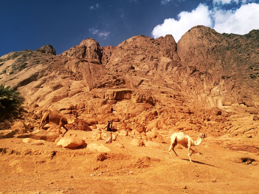 camel boy and his camels in front of Mount Catherine ...