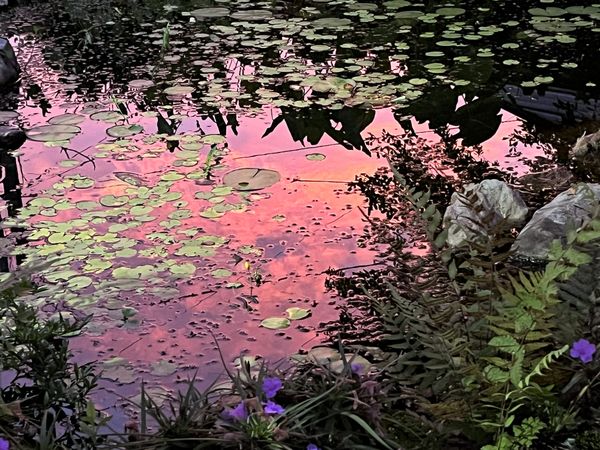 Sunrise Reflected on Pond thumbnail