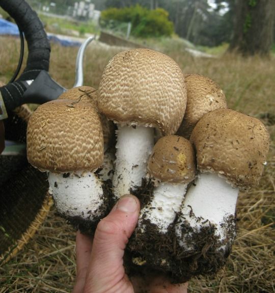 A pristine cluster of prince mushrooms