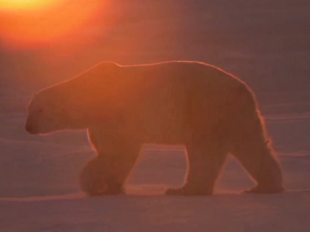 2013110509102511_05_2013_polar-bear-cam.jpg