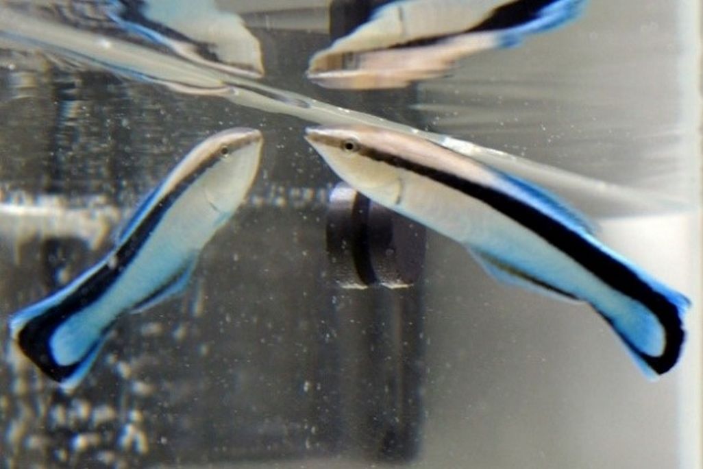 A small blue, white and black fish looking in a mirror under water