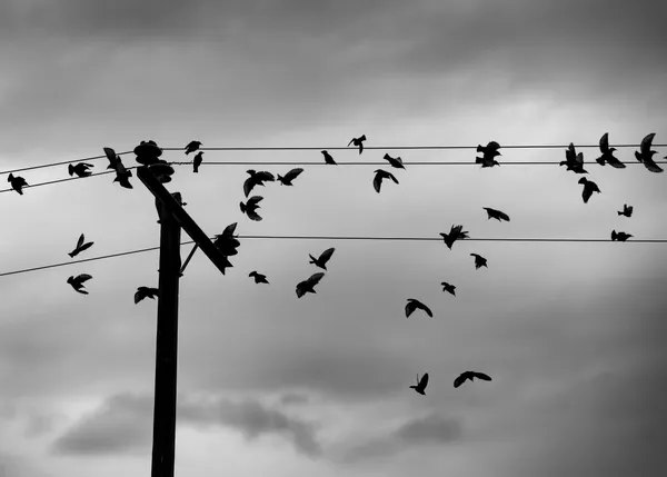 Shadows of the Sky thumbnail