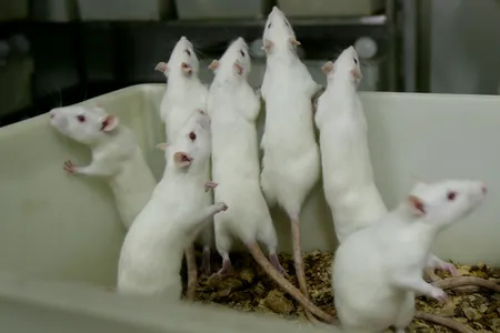 The study found that the human particpants and rats jerked their heads in a similar rhythm as the songs played.&nbsp;