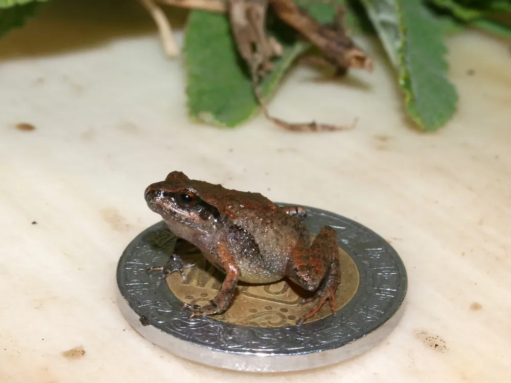 An image of a mini tan frog sitting on top of a Mexican coin.