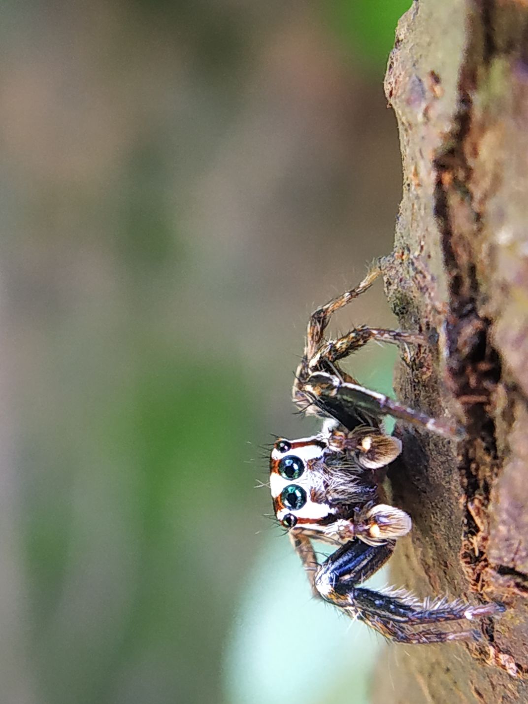 A Jumping Spider on a tree | Smithsonian Photo Contest | Smithsonian ...