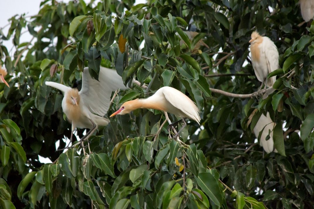 White Herons At Sunset Smithsonian Photo Contest Smithsonian Magazine 72fda264 A118 4f6b Ad54 4c65eee36ad9