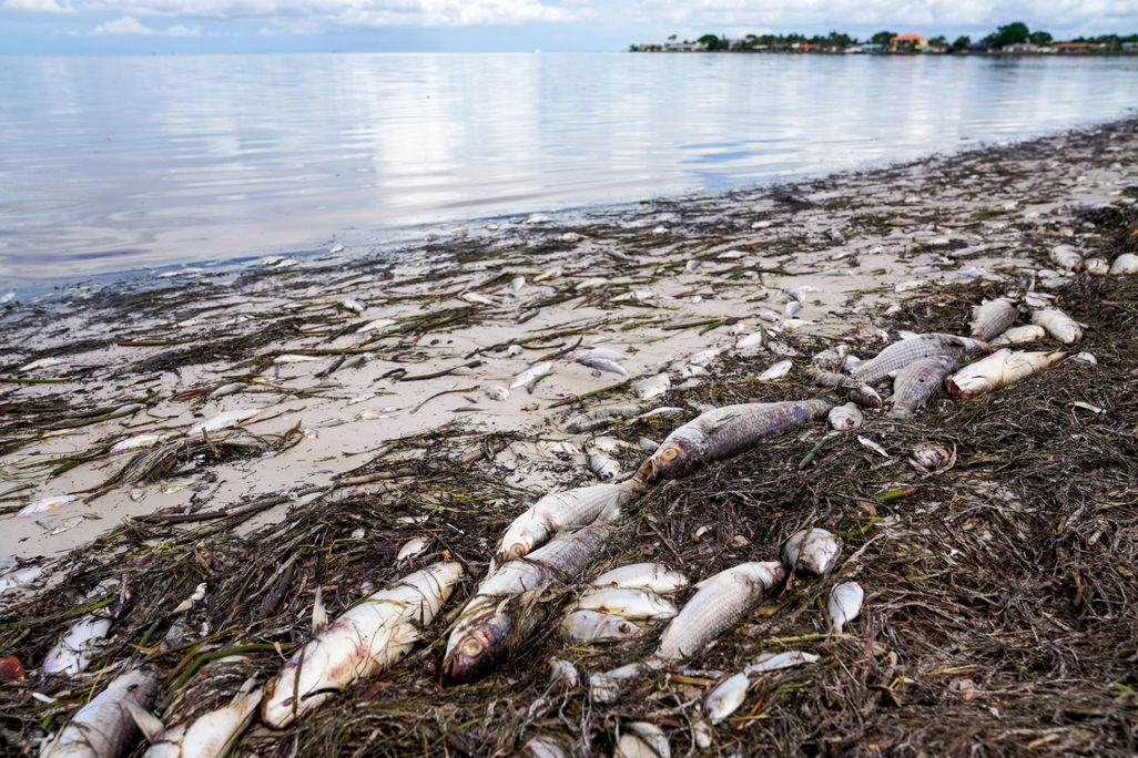A photograph shows dead fish on a beach with seaweed and the ocean in the background