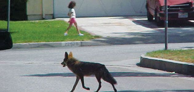 Coyotes in densely populated areas