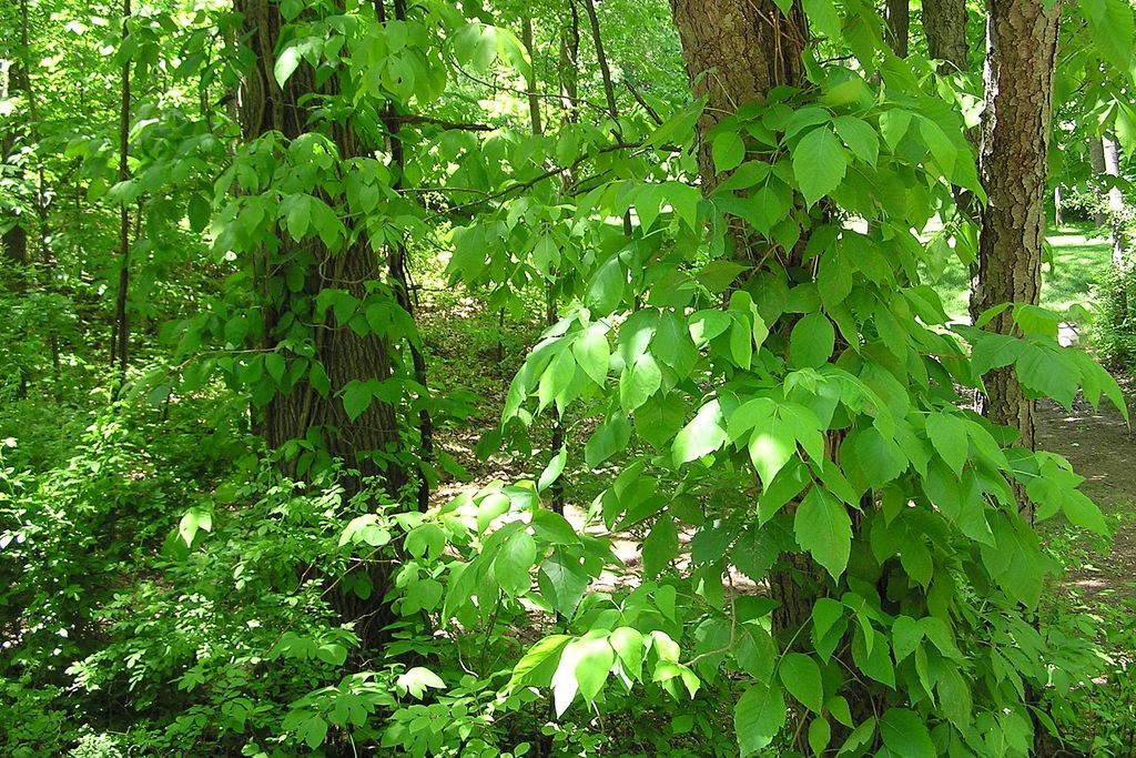 Poison Ivy