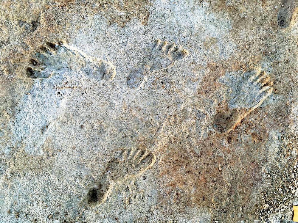 Fossilized footprints preserved in gypsum mud