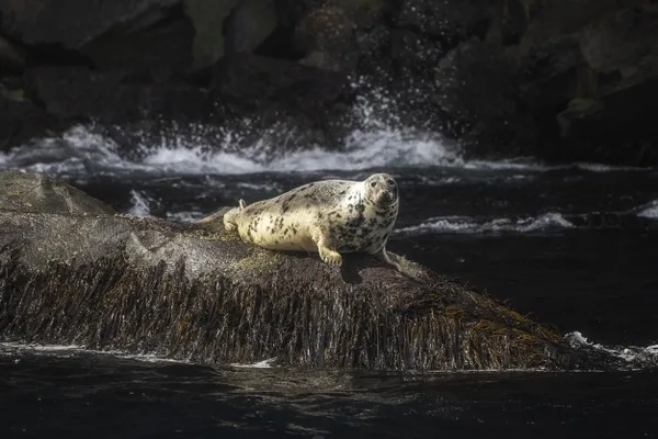 A grey Seal resting on a rock thumbnail
