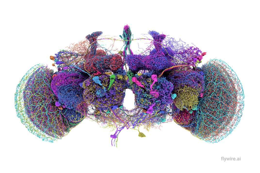 50 largest neurons of the fly brain connectome.