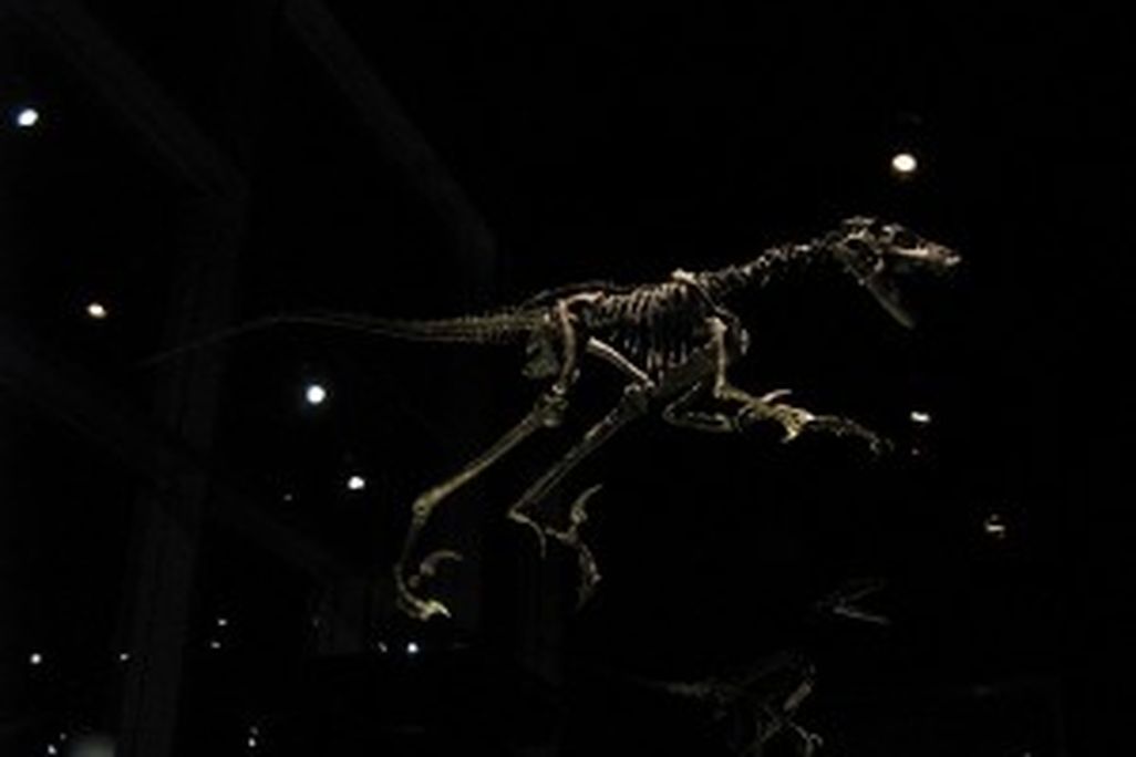 20110520083204saurornitholestes-skeleton-300x225.jpg