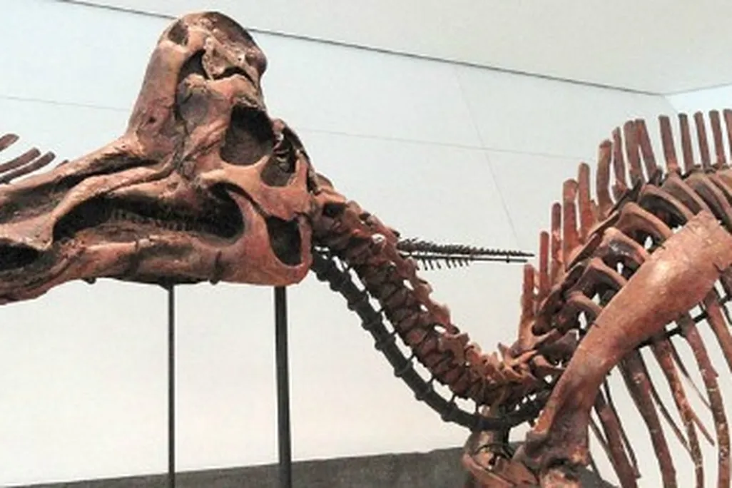 A reconstruction of Corythosaurus at the Royal Ontario Museum