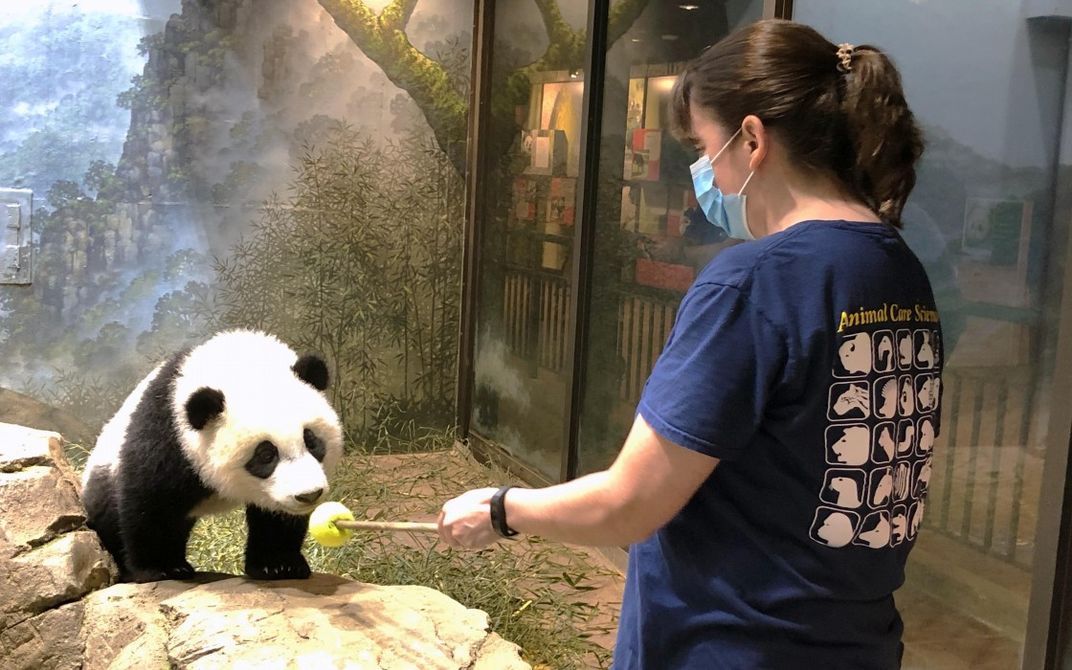 An animal keeper points a training tool (a stick topped with a colorful ball) at a giant panda cub standing on a rock 