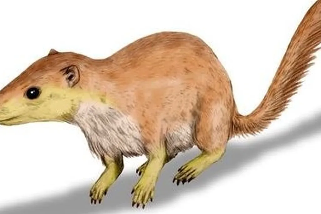 An artist’s reconstruction of Purgatorius, a probable primate ancestor.