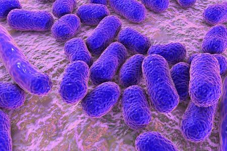 Acinetobacter baumannii