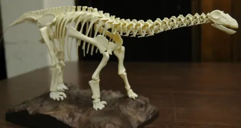 Apatosaurus