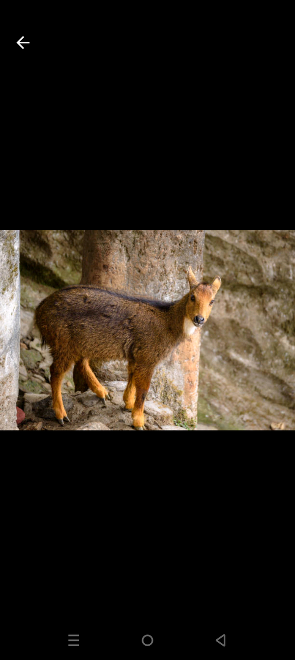 A himalyan ghural ( goat ) “Guardian of the Himalayan Cliffs” thumbnail