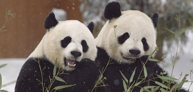 Weird Panda Behavior Explained: Giant Pandas in China