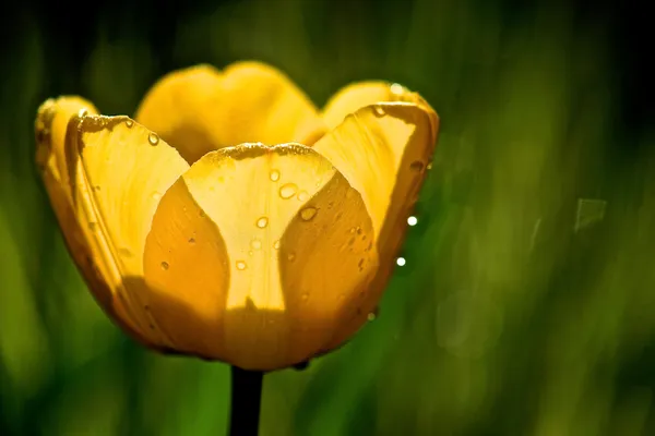 Tulip after rain thumbnail