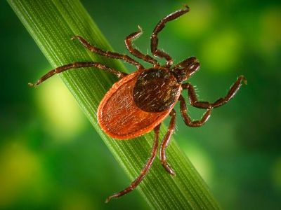 Humans contract Lyme disease from the bite of a blacklegged tick, which carries the bacteria Borrelia burgdorferi. Humans contract Lyme disease from the bite of a blacklegged tick, which carries the bacteria Borrelia burgdorferi.