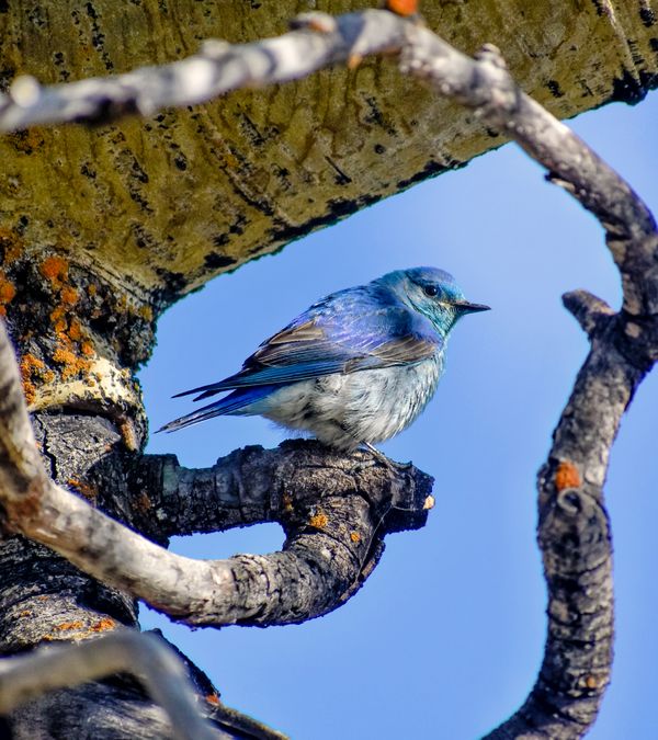 Mountain Bluebird thumbnail