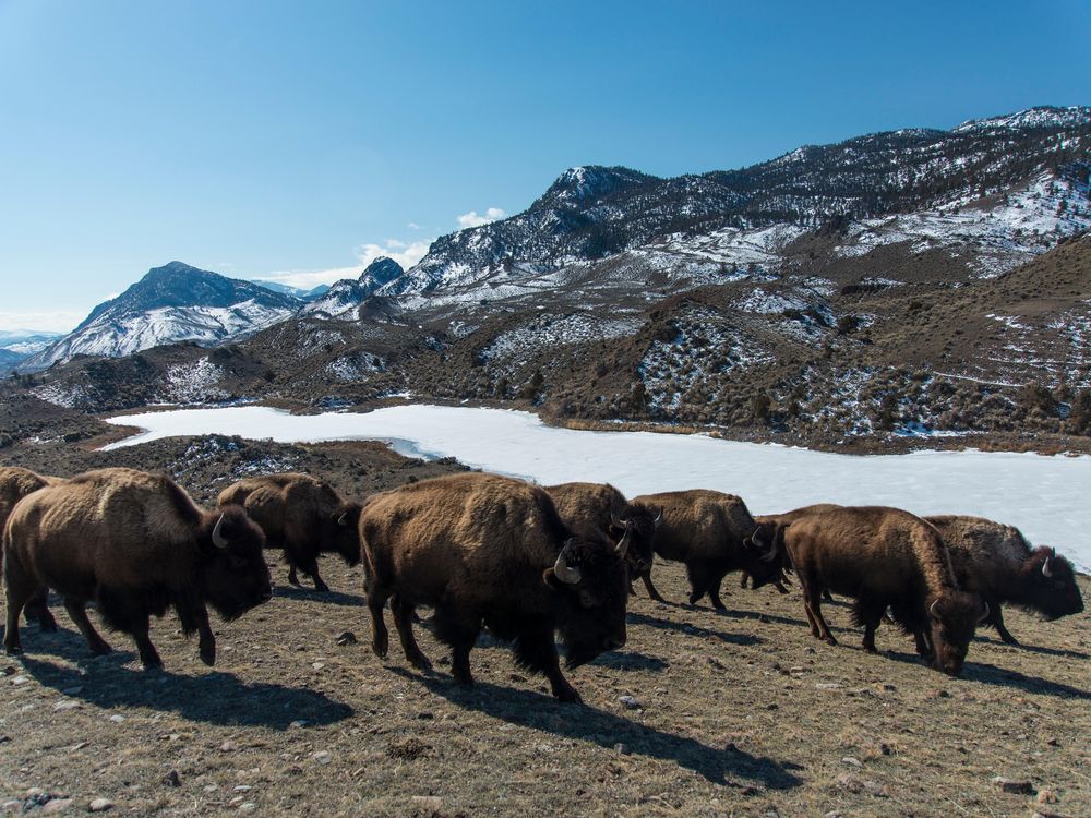 Yellowstone Bison and snow