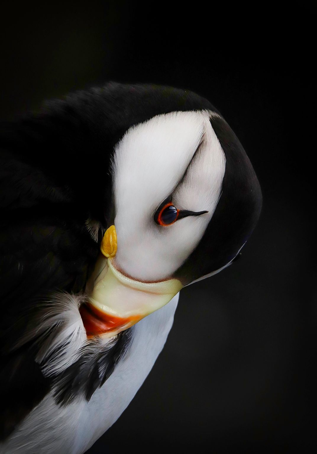 Audubon Photography Award Winners Show the Breathtaking Beauty of Wild Birds