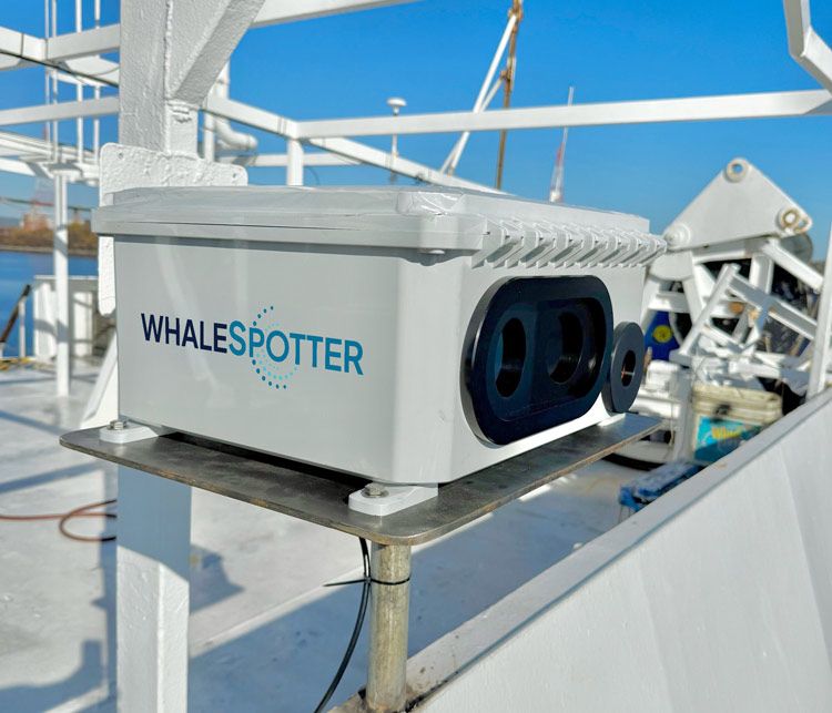 Gray Whales Are Getting Struck by Ships in San Francisco Bay. Could This New A.I.-Powered Tech Save Them?