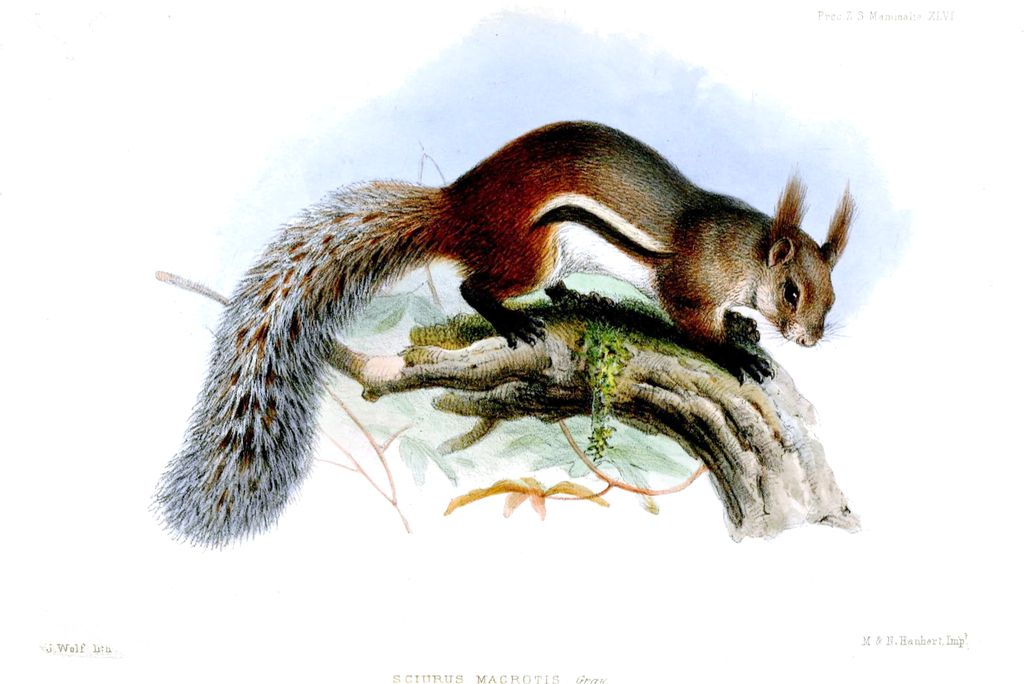 vampire squirrel